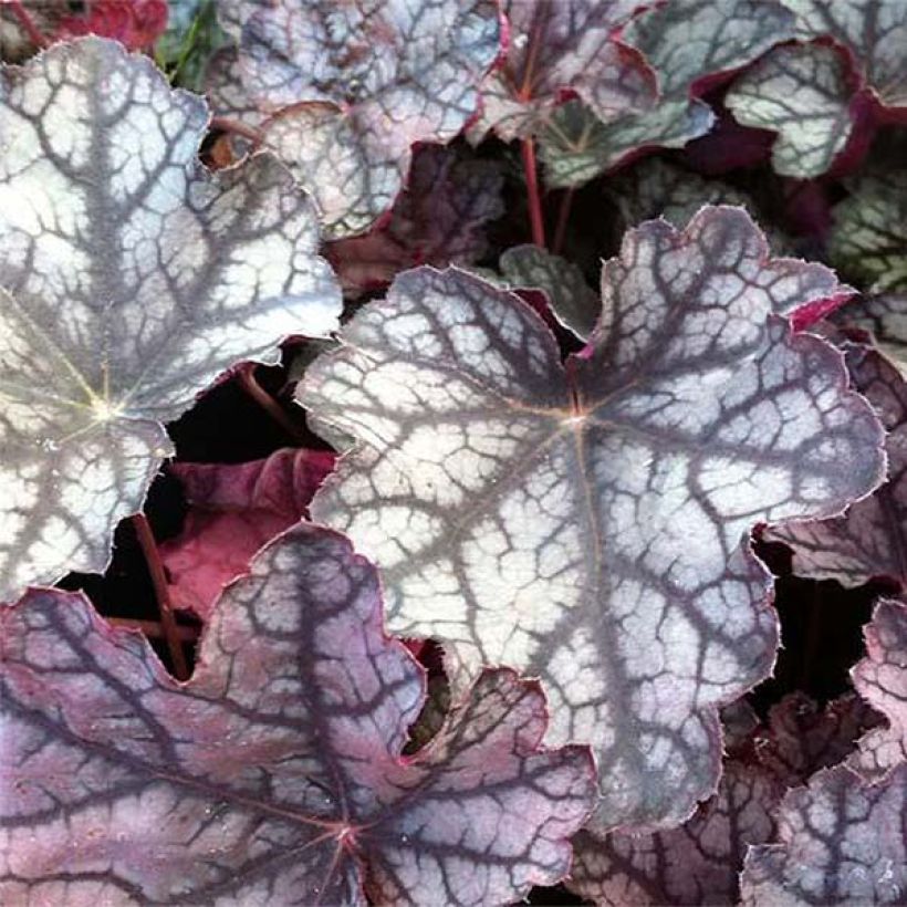 Heuchera Pewter Moon (Folhagem)