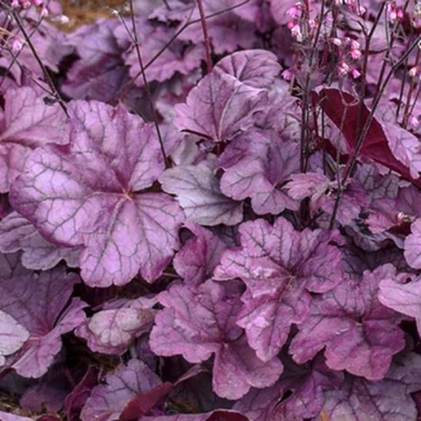 Heuchera Pink Panther (Folhagem)