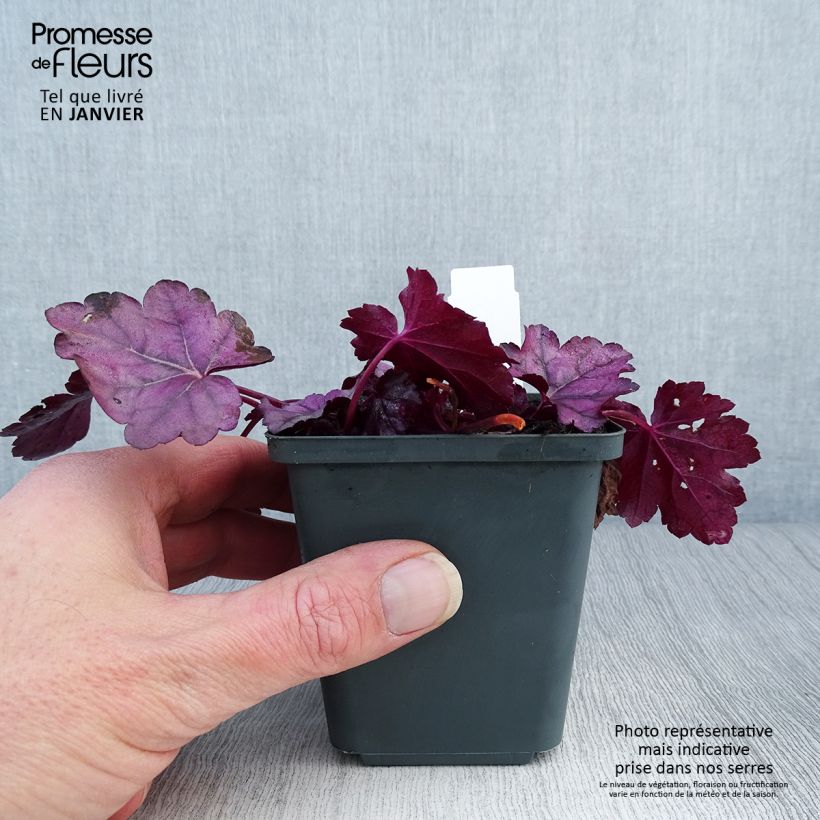 Amostra de Heuchera Pink Panther - Heuchère Vaso de 8/9 cm tal como entregue no inverno