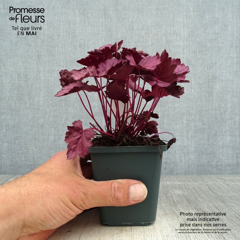 Amostra de Heuchera Pink Panther Vaso de 8/9 cm tal como entregue na primavera