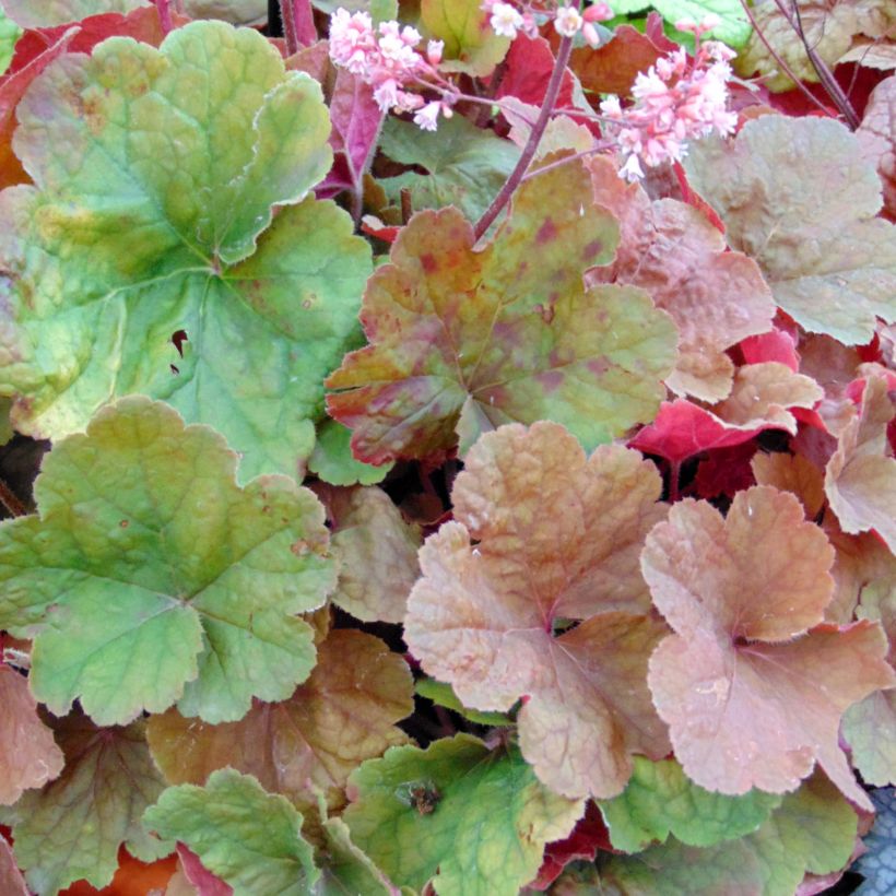 Heuchera Pink Pearls (Folhagem)
