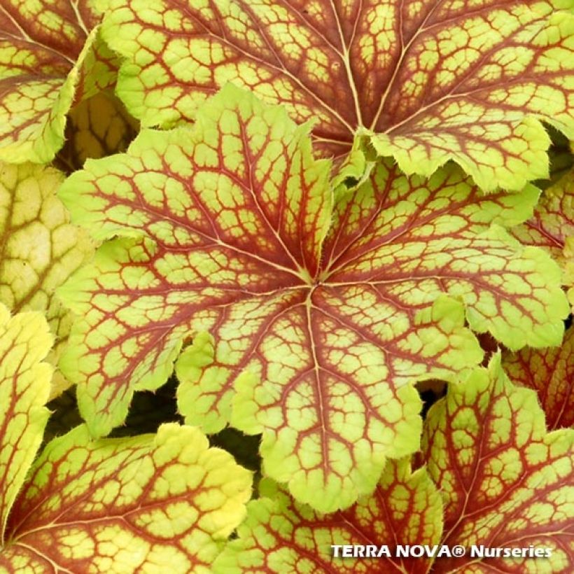 Heuchera Red Lightning (Folhagem)