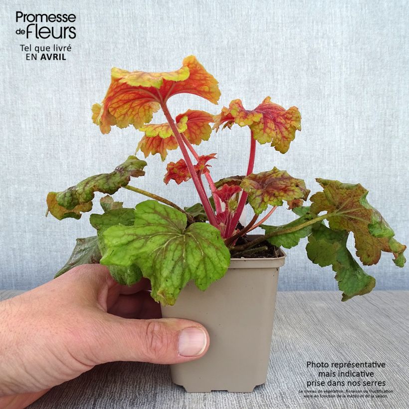 Amostra de Heuchera Red Lightning Vaso de 8/9 cm tal como entregue na primavera
