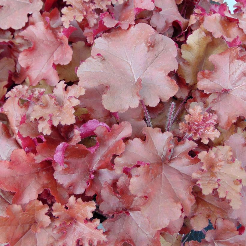 Heuchera Red Sea® (Folhagem)