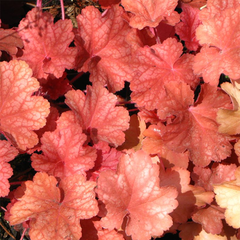 Heuchera Rio® (Folhagem)