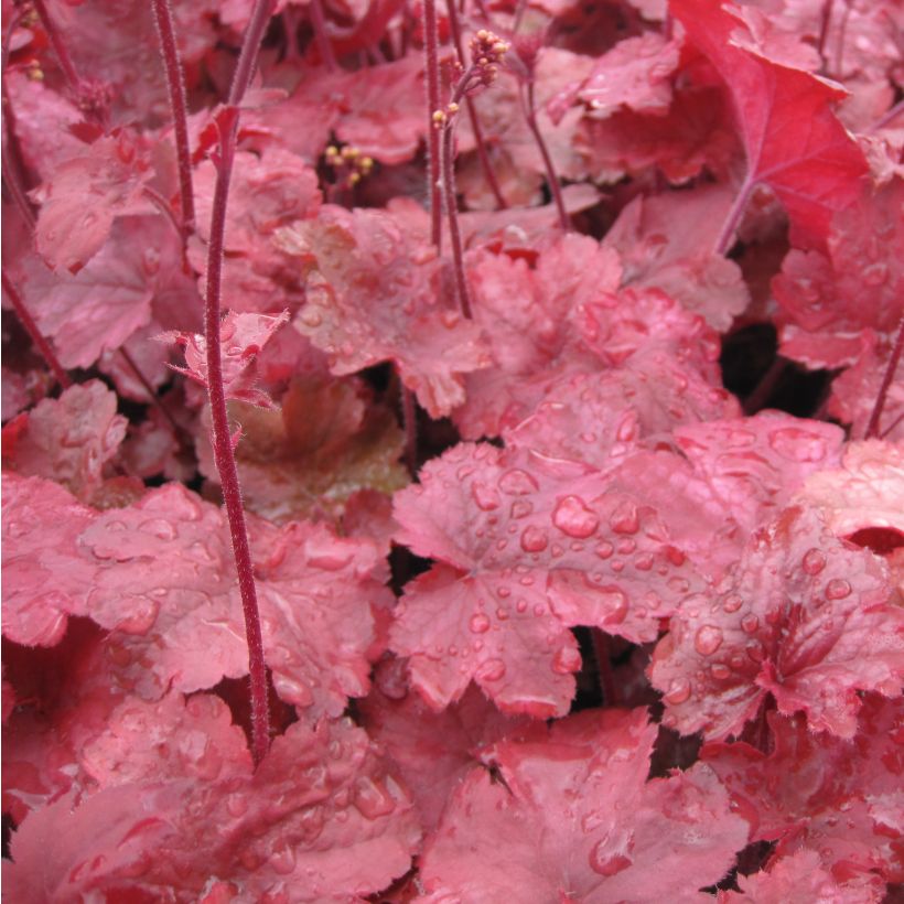 Heuchera Root Beer (Folhagem)