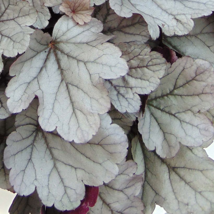 Heuchera Silver Gumdrop (Folhagem)