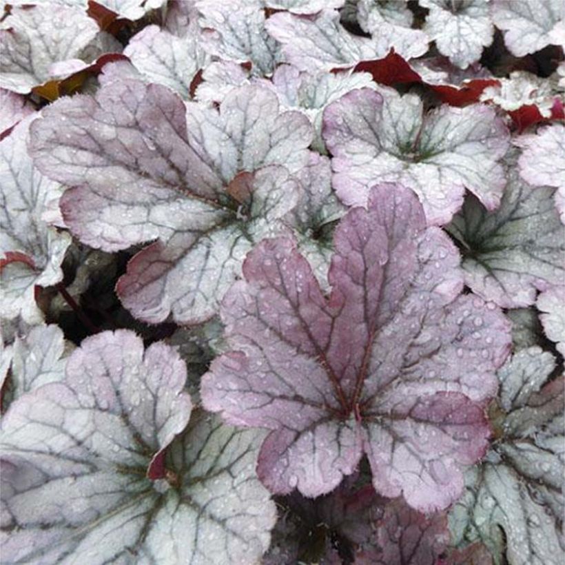 Heuchera Sloeberry (Folhagem)