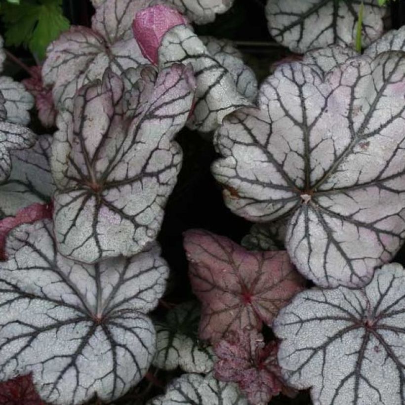 Heuchera Sugar Plum (Folhagem)