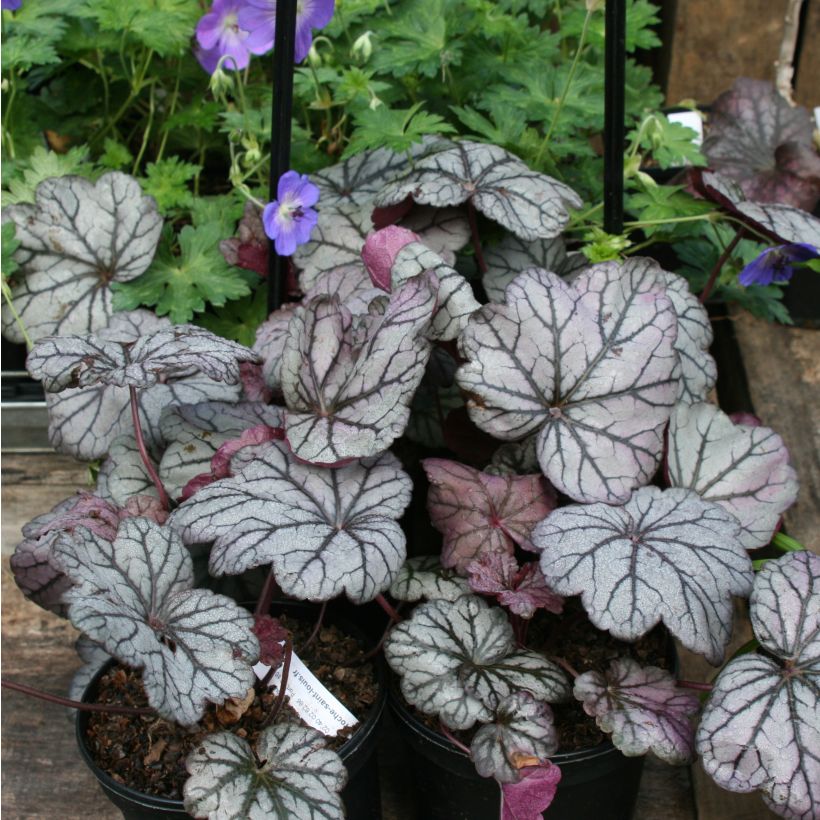 Heuchera Sugar Plum (Hábito)
