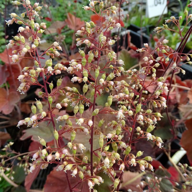 Heuchera XXL (Floração)
