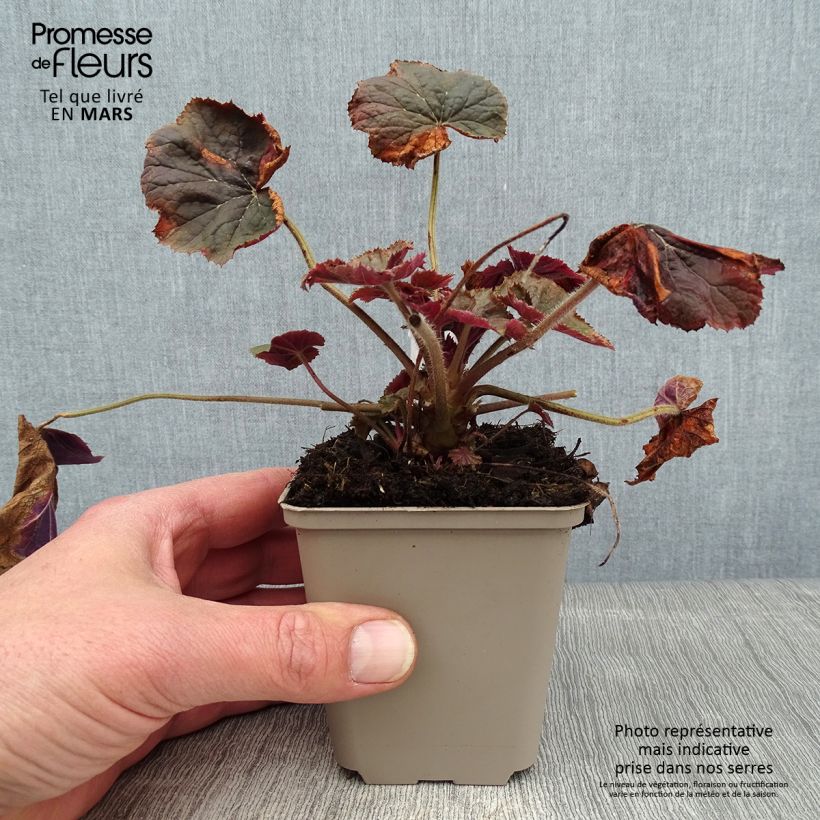 Amostra de Heuchera XXL Vaso de 8/9 cm tal como entregue no inverno