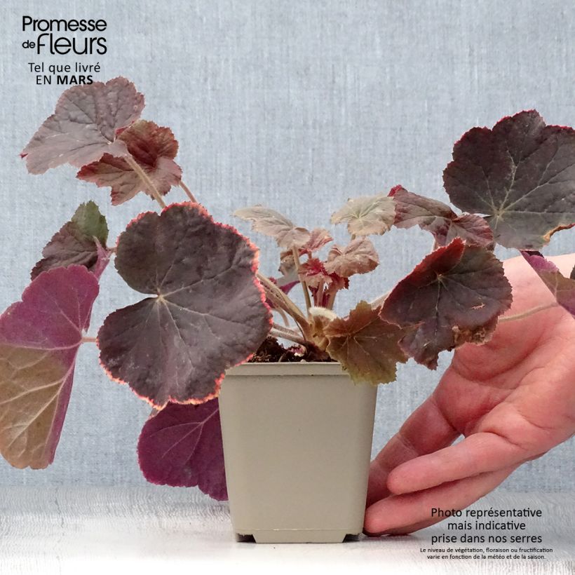 Amostra de Heuchera XXL Vaso de 8/9 cm tal como entregue na primavera