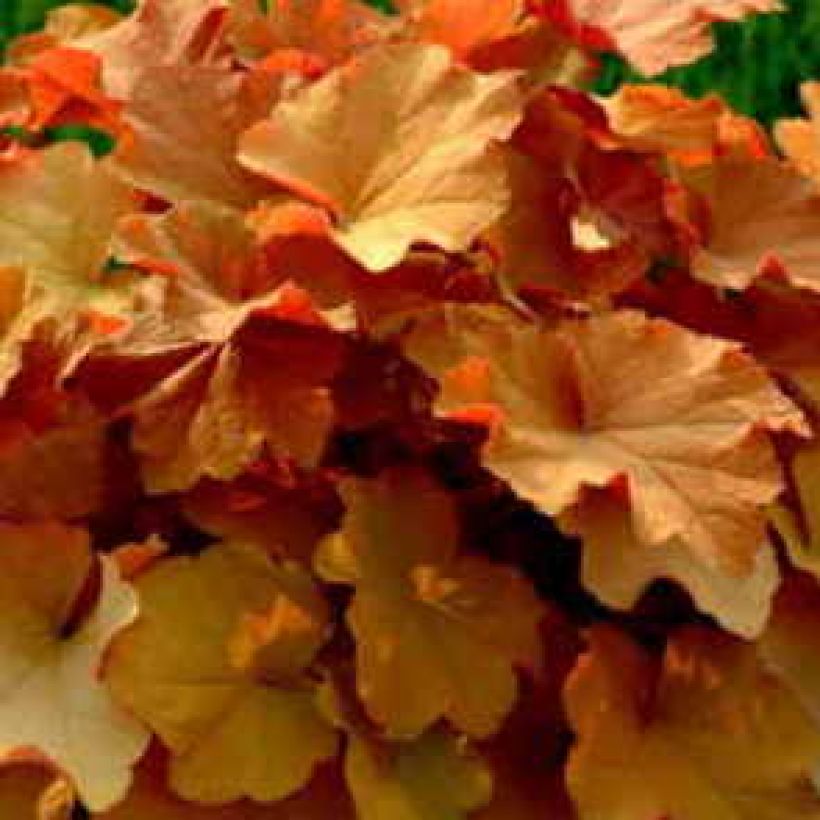 Heuchera Caramel (Folhagem)