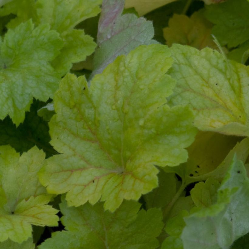Heuchera Electric Lime (Folhagem)