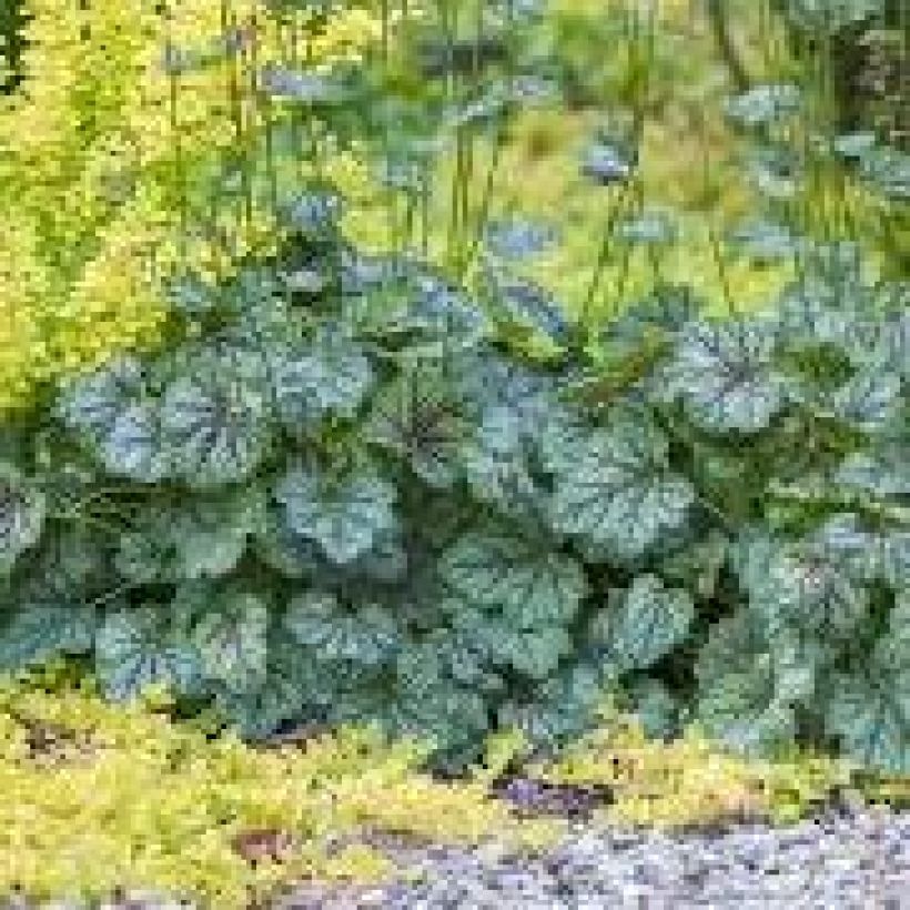 Heuchera Green Spice (Hábito)