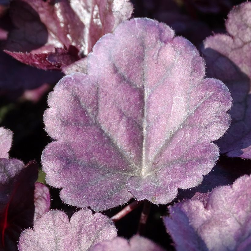 Heuchera Dolce® Wildberry (Folhagem)