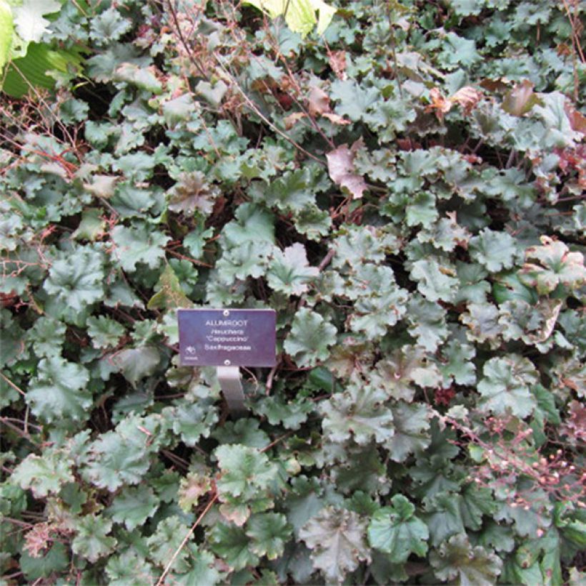 Heuchera micrantha Cappuccino (Floração)