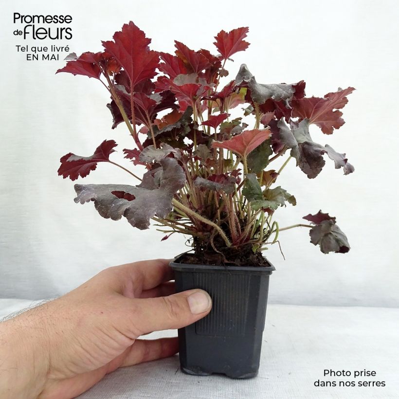 Amostra de Heuchera micrantha Cappuccino Vaso de 8/9 cm tal como entregue na primavera