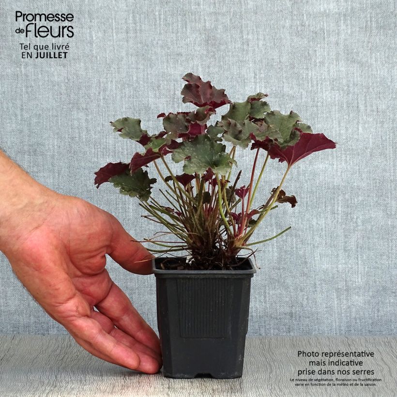 Amostra de Heuchera micrantha Cappuccino Vaso de 8/9 cm tal como entregue no verão