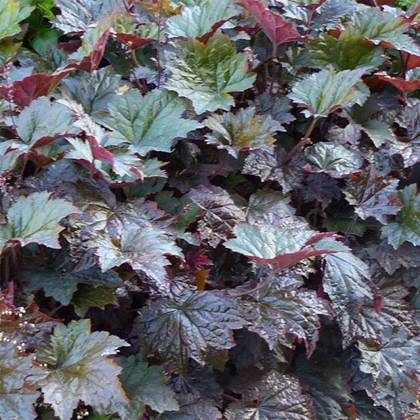 Heuchera micrantha var. diversifolia Palace Purple (Folhagem)