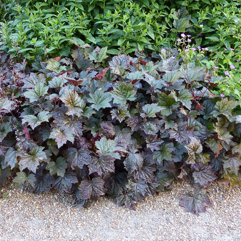Heuchera micrantha var. diversifolia Palace Purple (Hábito)