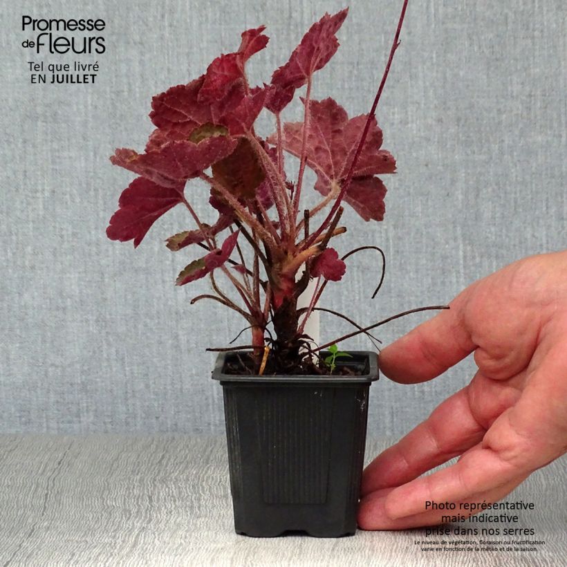 Amostra de Heuchera micrantha var. diversifolia Palace Purple Vaso de 7/8 cm tal como entregue no verão