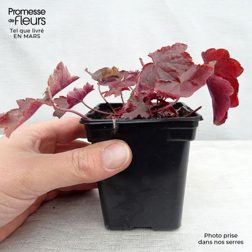 Amostra de Heuchera micrantha var. diversifolia Palace Purple Vaso de 7/8 cm tal como entregue na primavera
