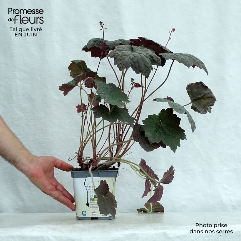 Amostra de Heuchera micrantha var. diversifolia Palace Purple Vaso de 2 L/3 L tal como entregue no verão
