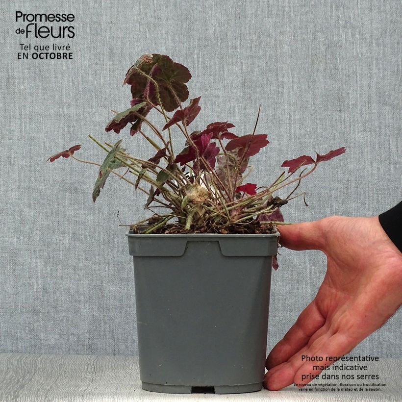 Amostra de Heuchera micrantha var. diversifolia Palace Purple Vaso de 2 L/3 L tal como entregue no outono