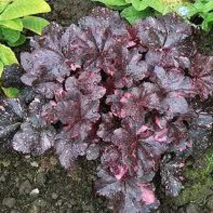 Heuchera Midnight Rose (Hábito)