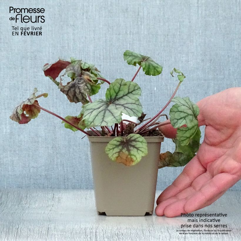 Amostra de Heuchera mint frost ou menthe glacée Vaso de 8/9 cm tal como entregue no inverno