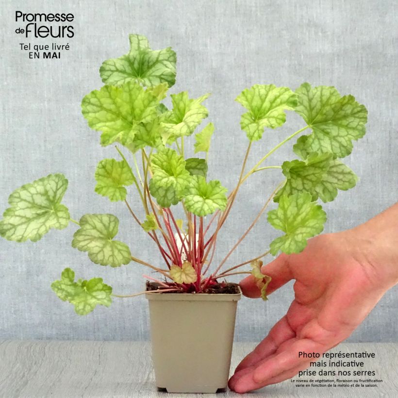 Amostra de Heuchera Mint Frost Vaso de 8/9 cm tal como entregue na primavera
