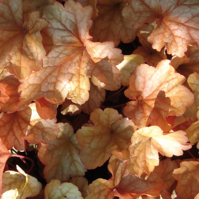 Heuchera Paprika (Folhagem)