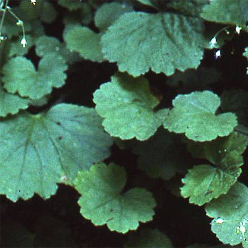Heuchera parvifolia var. nivalis (Folhagem)
