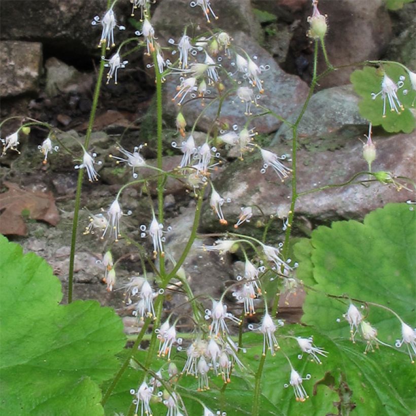 Heuchera parvifolia var. nivalis (Floração)