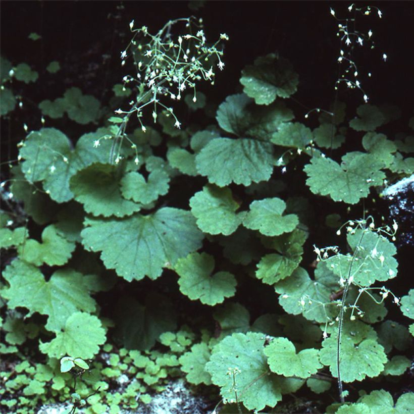 Heuchera parvifolia var. nivalis (Hábito)