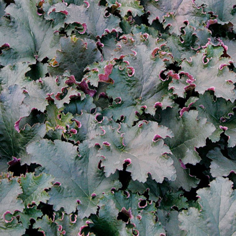 Heuchera Purple Petticoats (Folhagem)