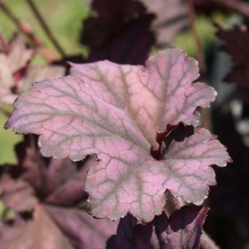 Heuchera Plum Pudding (Folhagem)