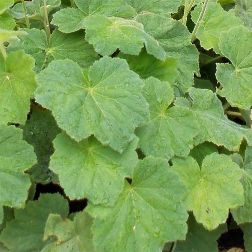 Heuchera villosa var macrorrhiza (Folhagem)