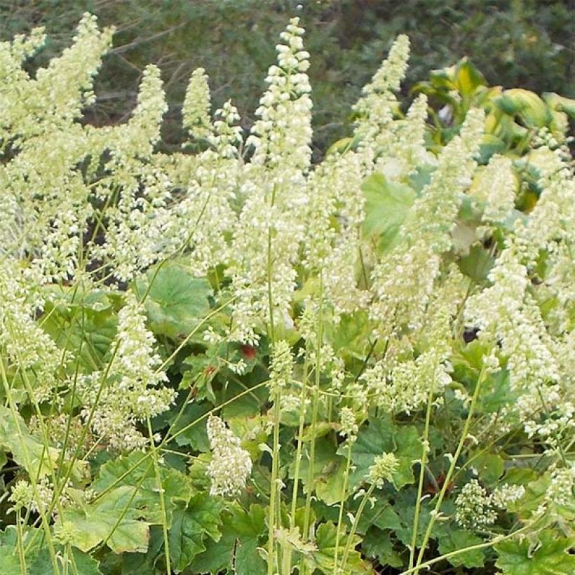 Heuchera villosa var macrorrhiza (Floração)