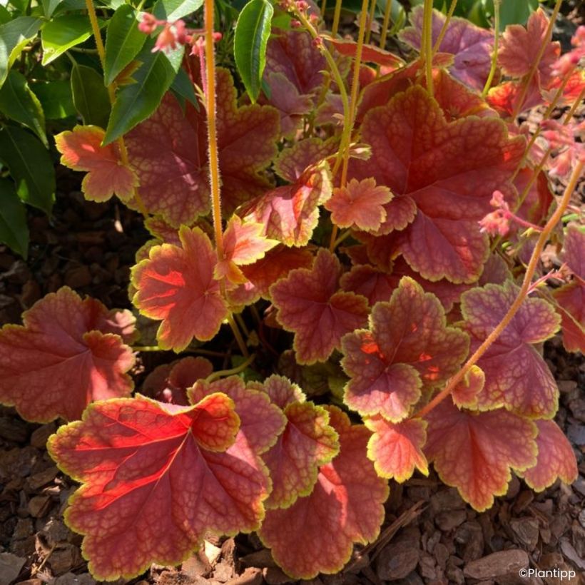Heuchera Eternal Flame - Sino-de-coral (Folhagem)