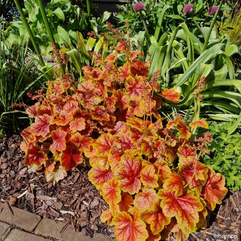 Heuchera Eternal Flame - Sino-de-coral (Hábito)