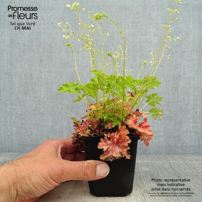 Amostra de Heuchera Apple Crisp Vaso de 8/9 cm tal como entregue na primavera