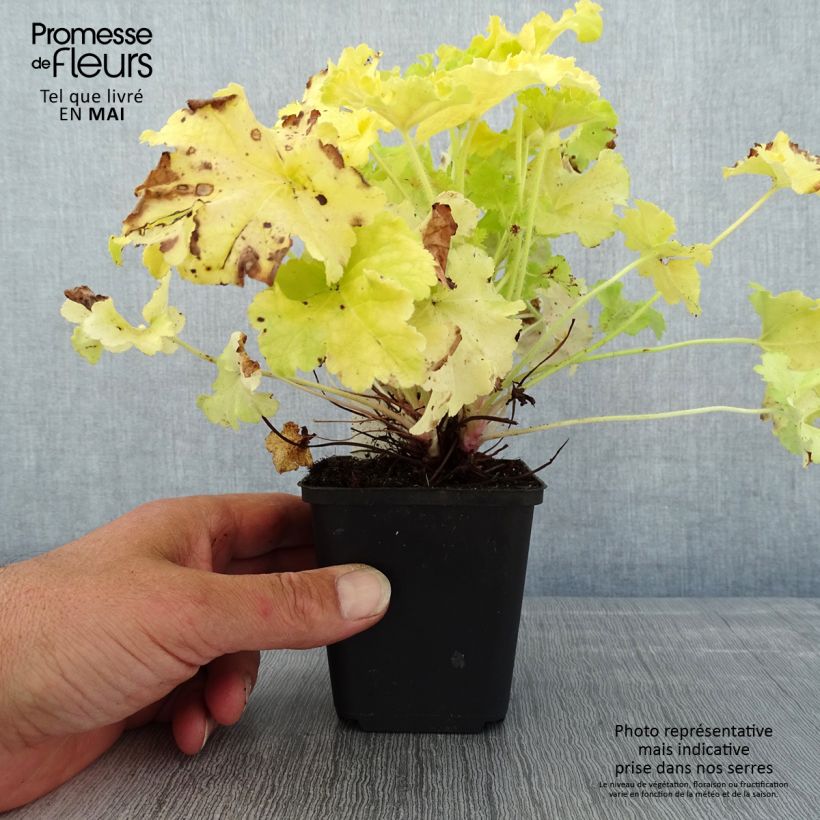 Amostra de Heuchera Apple Twist Vaso de 8/9 cm tal como entregue na primavera