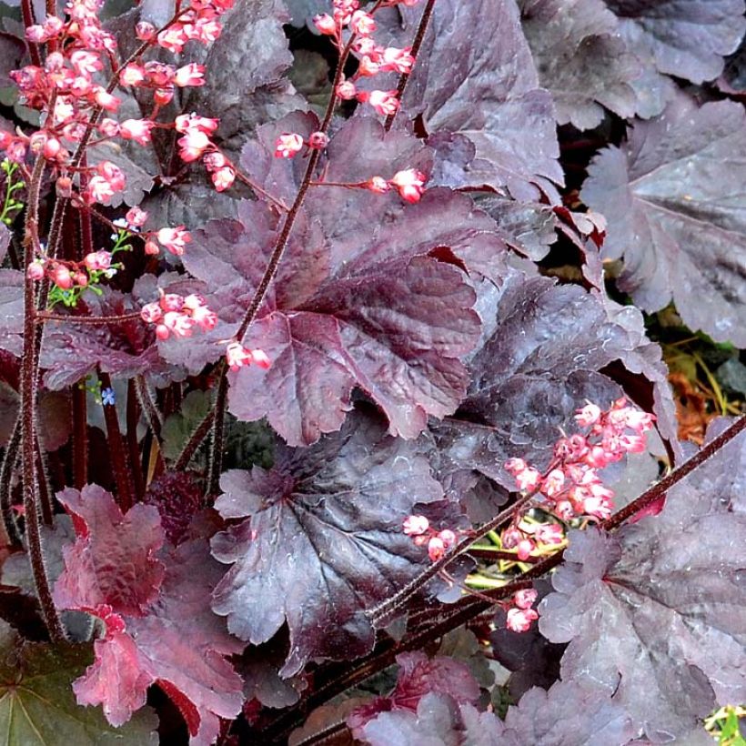 Heuchera Bella Notte (Folhagem)