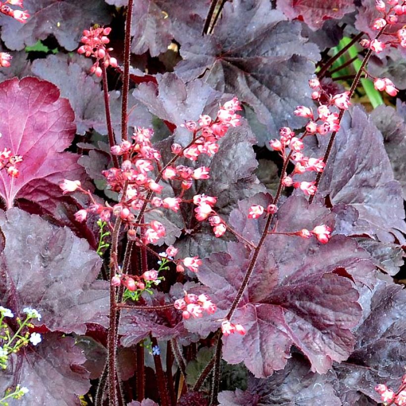 Heuchera Bella Notte (Floração)