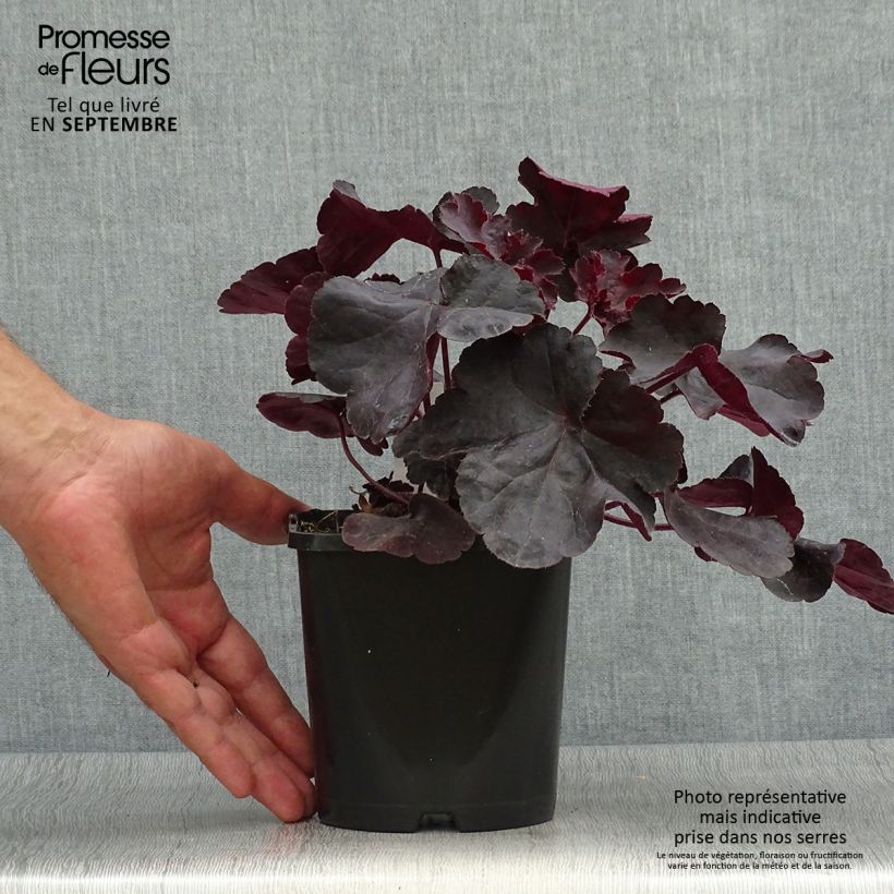 Amostra de Heuchera Black Forest Cake Vaso de 1 L/1,5 L tal como entregue no outono