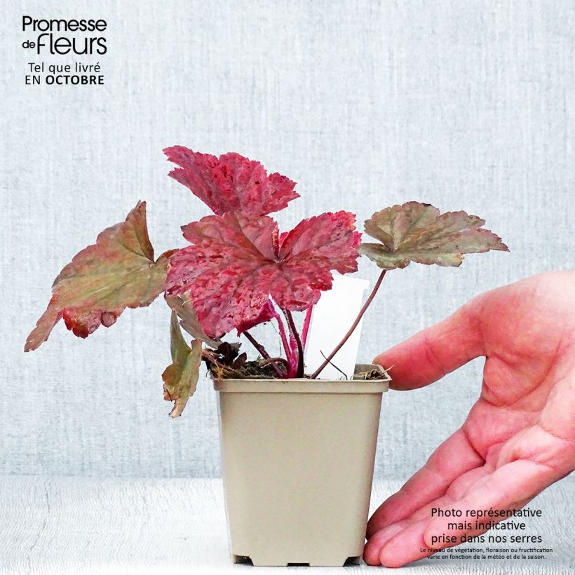 Amostra de Heuchère - Heuchera Bloody Dinosaur  Godet de 8/9 cm tal como entregue no outono