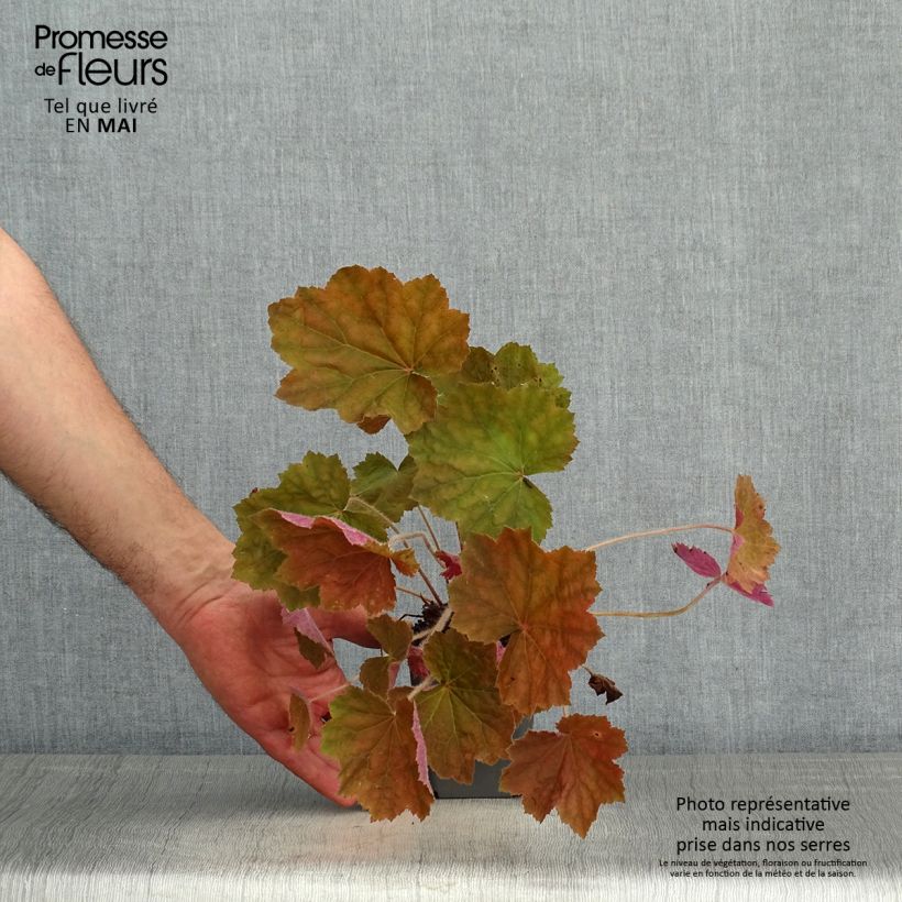 Amostra de Heuchera Brownies Vaso de 8/9 cm tal como entregue na primavera